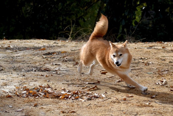 回る犬