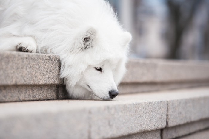 階段の途中で伏せる白い犬