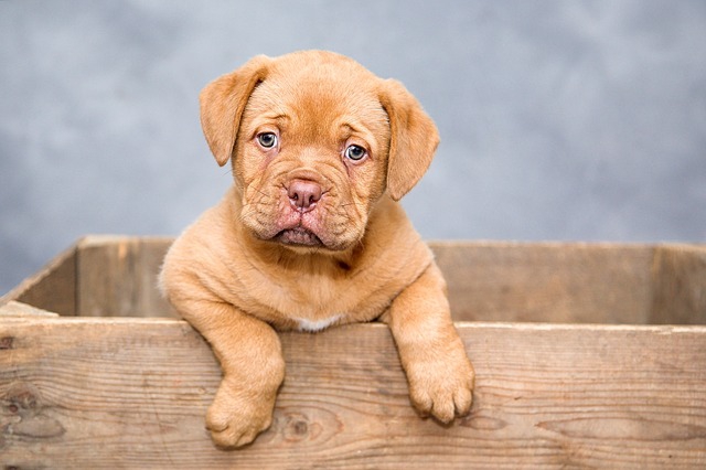 カメラ目線の子犬