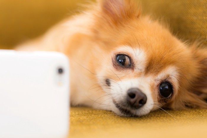 寝転んでスマホを見る犬