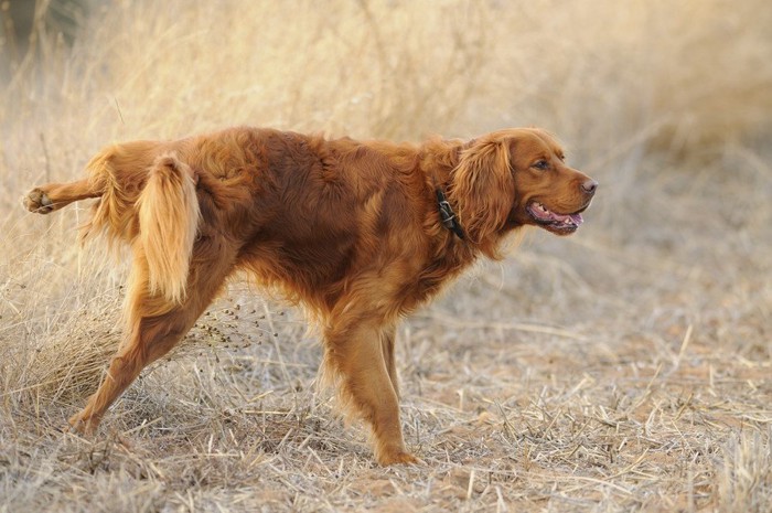 原っぱでおしっこをする犬