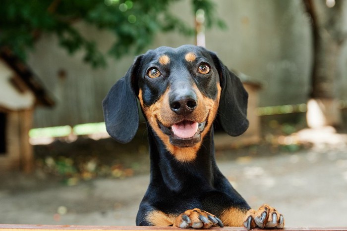 笑顔の犬