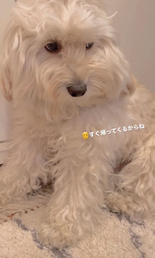 伏し目がちな表情で見上げる犬