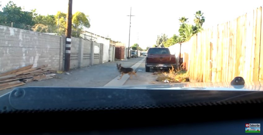 車の様子をうかがう犬