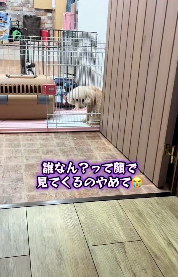 怪訝そうなモカちゃん