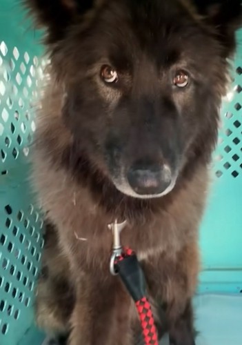不安そうな様子のウルフドッグ