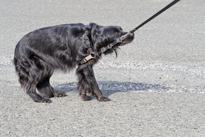 後ろに重心を置く犬