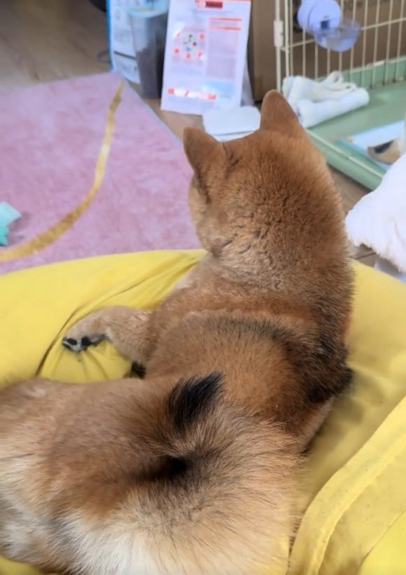 くつろぐりんちゃん