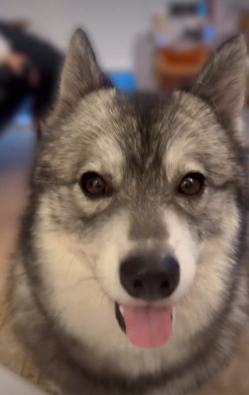 見つめる犬1