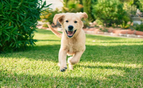 追いかけてくる犬