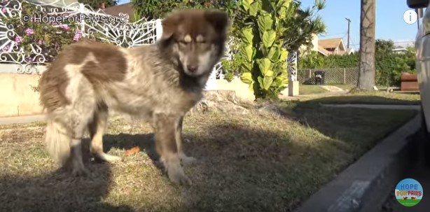 距離を取る犬