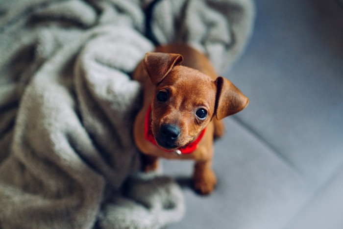 赤い首輪をしてこちらを見上げる子犬