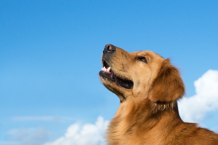 空を見上げる犬