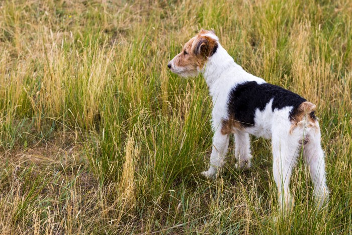 草むらから周囲を観察するワイヤーフォックステリア