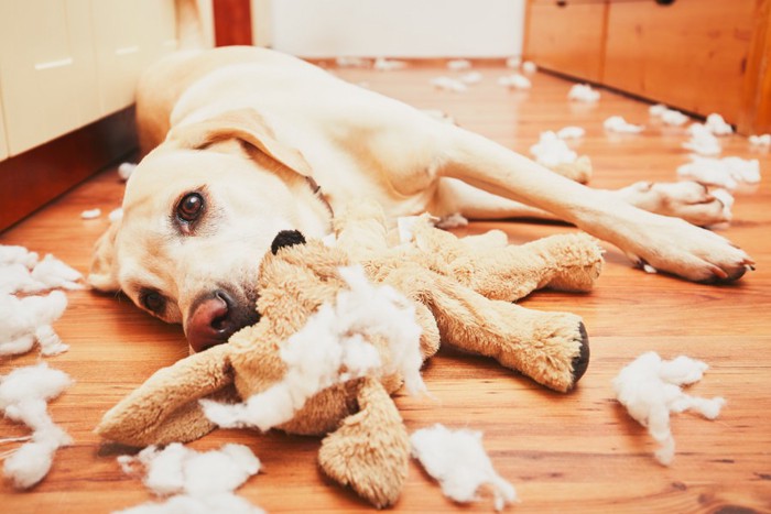 おもしゃを破壊する犬