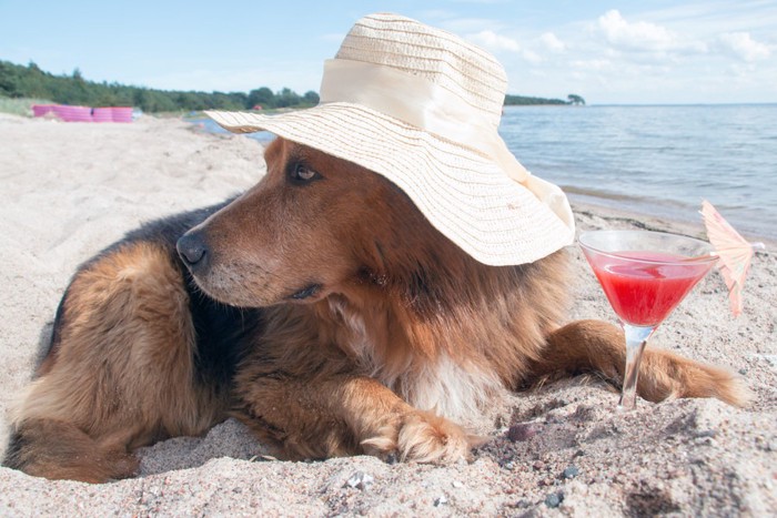 海にいる犬