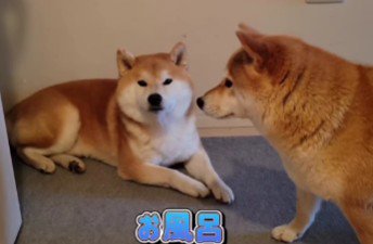 「マジかよ…お風呂だって…」