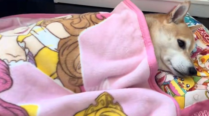 毛布をかける柴犬2