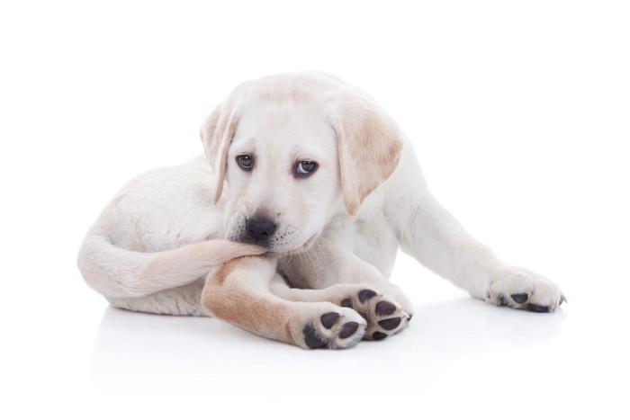 尻尾を噛む犬