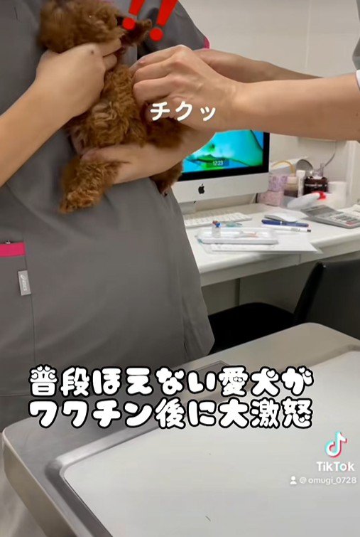 注射後のむぎ君