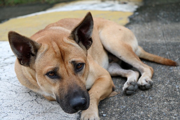 路上に横たわる犬