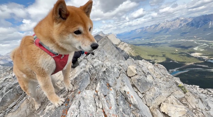 山頂から向かいの山を見つめるメスの犬