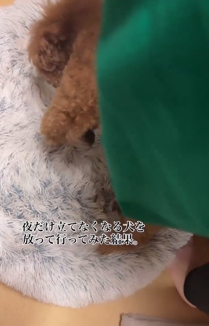 再び持ちあげる飼い主さん