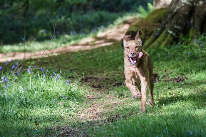 山道を走る犬