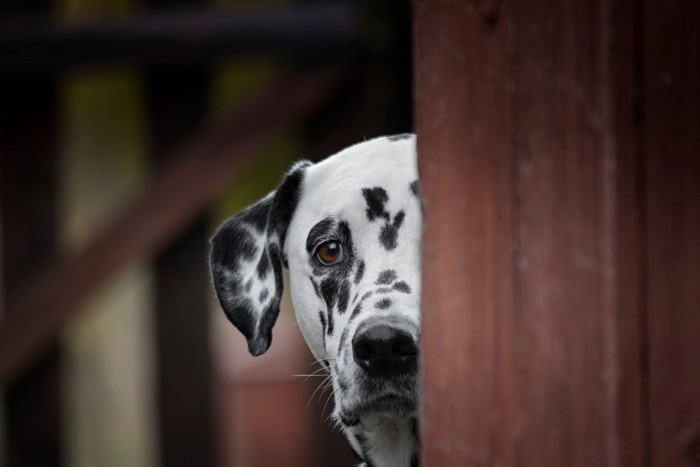 物陰に隠れる犬