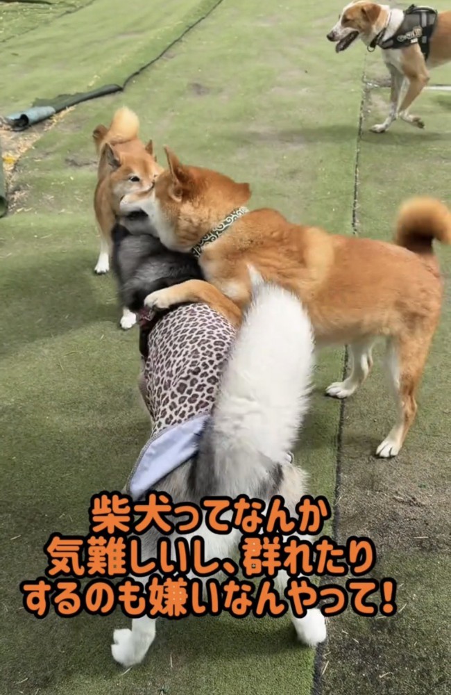 犬に前脚をかける柴犬