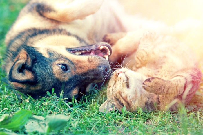 じゃれあう犬と猫