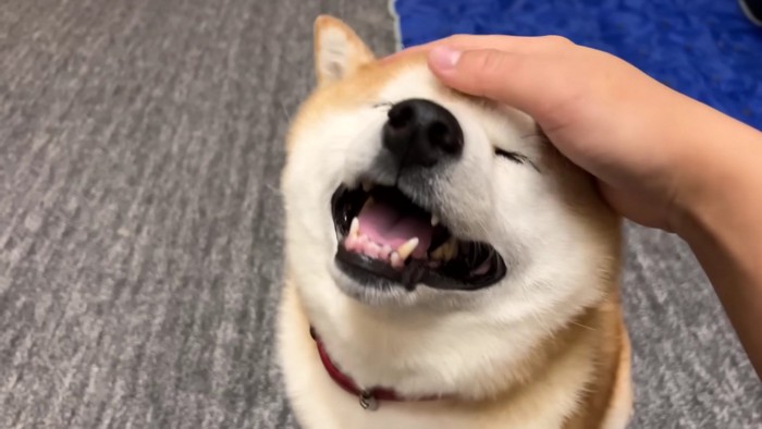 ナデナデしたら笑顔に！