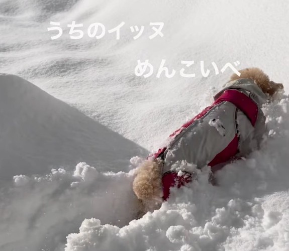 雪の中で遊ぶきなちゃん3