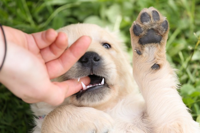 嫌がる犬