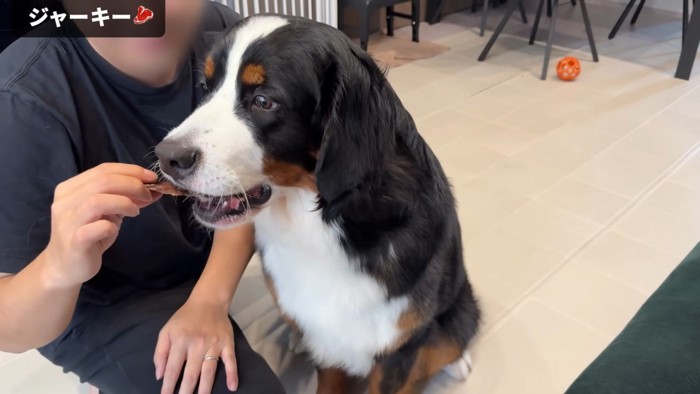 ジャーキーをあげたら…