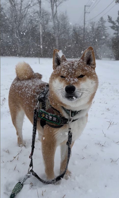 雪の中のむぎ茶くん4