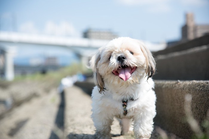 シーズー犬