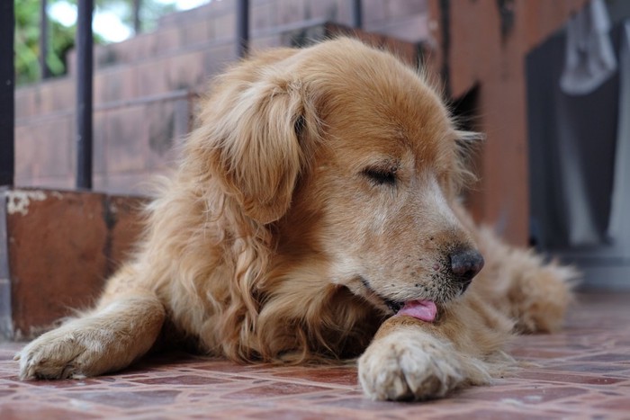 足を舐めている犬