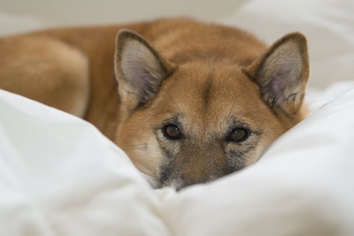 布団の上からこちらをじっと見つめる犬