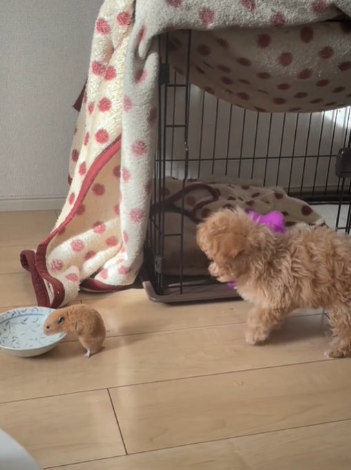 水を飲むハムスターと動く犬