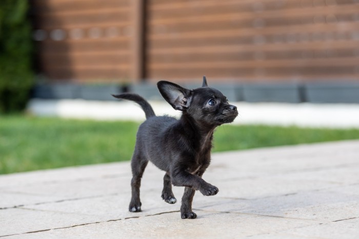 屋外を歩くチワワ寄りの外見をしたチワプーの子犬