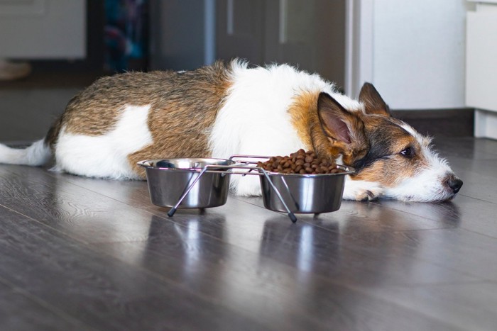 床に寝そべってご飯を食べようとしない犬