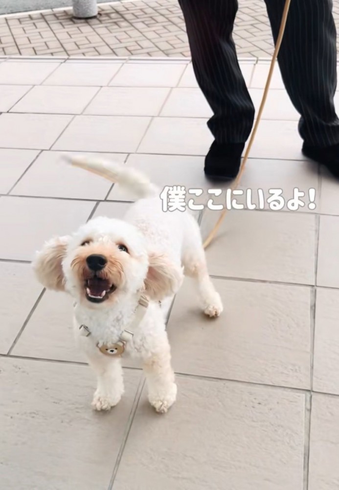窓越しに話しかける犬