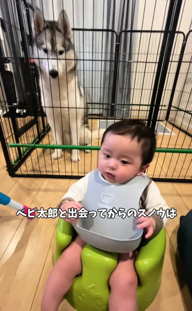 ケージから見守る大型犬