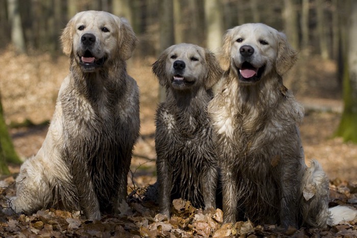 3匹の犬