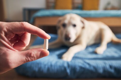 犬とサプリメント