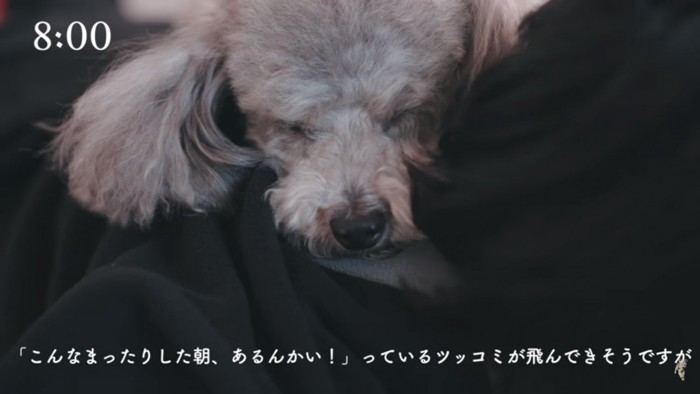 パパさんの背中で眠るグリィくん