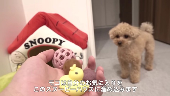 トイプードルのモコちゃん
