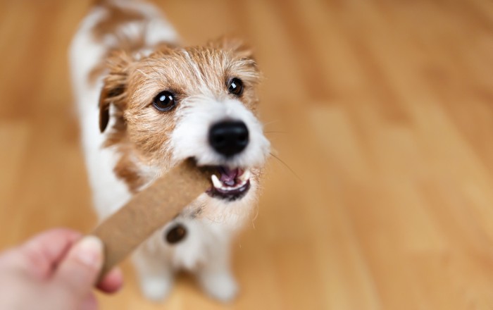 飼い主が手に持つ犬用のガムを噛んでいる犬