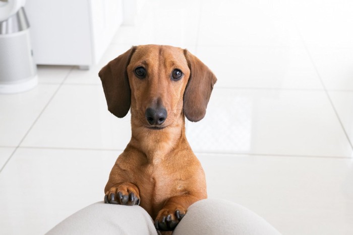 膝に足を乗せる犬